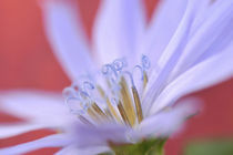 Close-up of wild chicory flower von Danita Delimont