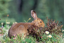 Snowshoe hare (Varying americanus) by Danita Delimont
