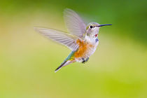 Front view close-up of female rufous hummingbird in flight by Danita Delimont