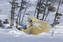 Polar bear cubs playing with mother von Danita Delimont