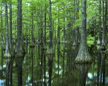 Bald Cypress by Danita Delimont