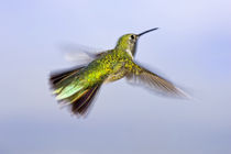 Back view close-up of female rufous hummingbird in flight by Danita Delimont
