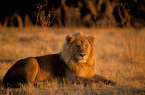 Lion (Panthera leo) by Danita Delimont