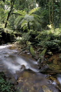 Rainforest tree fern and stream von Danita Delimont