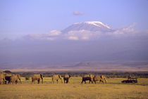 Elephants and safari vehicle with Mt Kilimanjaro in distance von Danita Delimont