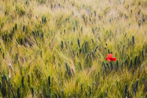 Lone poppy in Spring Wheat Field von Danita Delimont