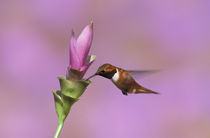 Rufous hummingbird (male) von Danita Delimont