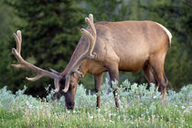 Wyoming von Danita Delimont