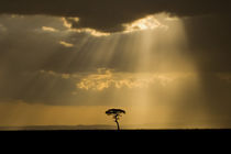 A mystical sunset on return to camp in the Maasai Mara Kenya von Danita Delimont