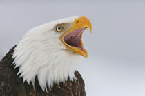 Bald eagle screaming von Danita Delimont