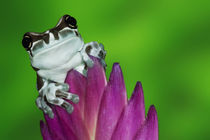 Close-up of Amazon milk frog von Danita Delimont