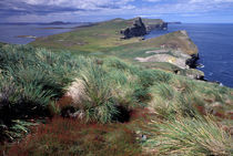 Coastal landscape with tussock grass von Danita Delimont