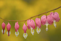 Closeup of pink bleeding hearts by Danita Delimont