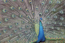 Peacock displaying its feathers by Danita Delimont