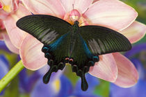 Washington Tropical Butterfly Photograph of male Papilio Bianor Swallowtail from Tiawan von Danita Delimont