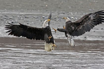 Two bald eagles fighting by Danita Delimont
