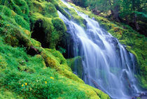 Proxy Falls in the central Oregon Cascades von Danita Delimont