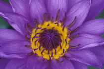 Purple and yellow lotus flower by Danita Delimont