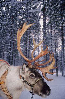 In Santa Claus’s country the reindeers abound by Danita Delimont