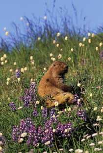 Olympic marmot eating flowers in meadow near Obstruction Point; summer by Danita Delimont