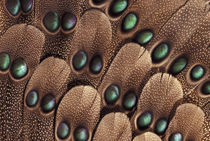 Grey's peacock tail feather design von Danita Delimont