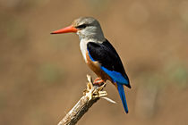 Grey-headed Kingfisher (Halcyon leucocephala) by Danita Delimont