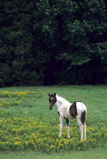 Colt grazing in a pasture with yellow flowers by Danita Delimont