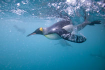 Underwater view of King Penguins (Aptenodytes patagonicus) swimming in Right Whale Bay von Danita Delimont