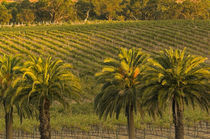 Landscape view of palm trees along Barossa Valley Estates vineyards seen from Glaymond Wines's vineyard von Danita Delimont
