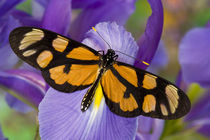 Washington Tropical Butterfly Photograph of Thyridia psidii the melantho Tigerwing Butterfly by Danita Delimont