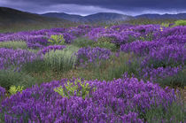 Rural landscape and wildflowers von Danita Delimont