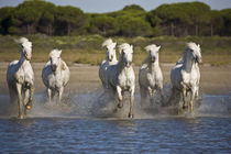 Horses run through the estuary waters by Danita Delimont