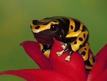 Close-up of orange-banded poison dart frog on flower von Danita Delimont