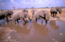 African Elephant (loxodonta africana) by Danita Delimont