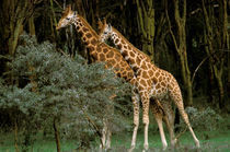 Masai giraffe (Giraffe amelopadaris) von Danita Delimont