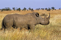 White rhinoceros ('Ceratotherium simum') on grassy plain von Danita Delimont