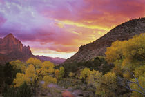 The Watchman in the distance with Virgin River in foreground reflecting a sunset sky von Danita Delimont