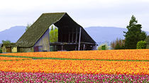 Tulip field with barn by Danita Delimont