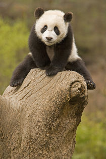 Baby Panda on top of tree stump von Danita Delimont