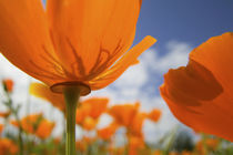 Close UP of California Poppy With Blue Sky von Danita Delimont