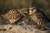 Burrowing Owl pair bonding (Speotyto cunicularia) von Danita Delimont