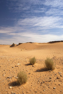 Sand dunes by Danita Delimont