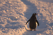 A gentoo penguin pauses for a rest during a march down a penguin trail towards it's colony on Petermann Island in the Antarctic Peninsula von Danita Delimont