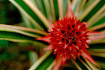 Red pineapple bromeliad by Danita Delimont