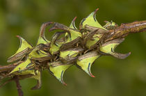 Close-up of thorn treehoppers bunched on a limb von Danita Delimont