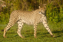 Female Cheetah at Ndutu in the Ngorongoro Conservation Area by Danita Delimont
