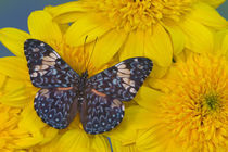 Hamadryas arinome the Starry Night Butterfly by Danita Delimont