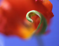Close-up of bract curl on tulip flower in garden by Danita Delimont