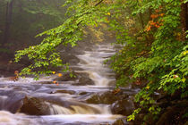 Flowing streams along the Appalachian Trail von Danita Delimont