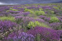 Rural landscape and wildflowers by Danita Delimont